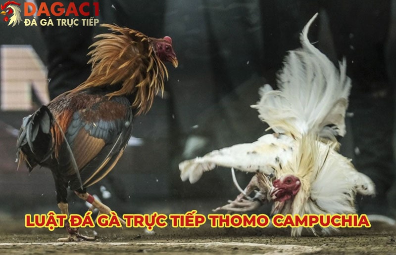 Luật đá gà Thomo Campuchia cũng khá dễ hiểu cho người mới