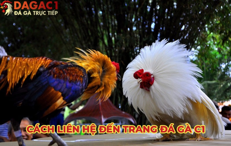 Các phương thức liên hệ sẵn có tại Shurl.io